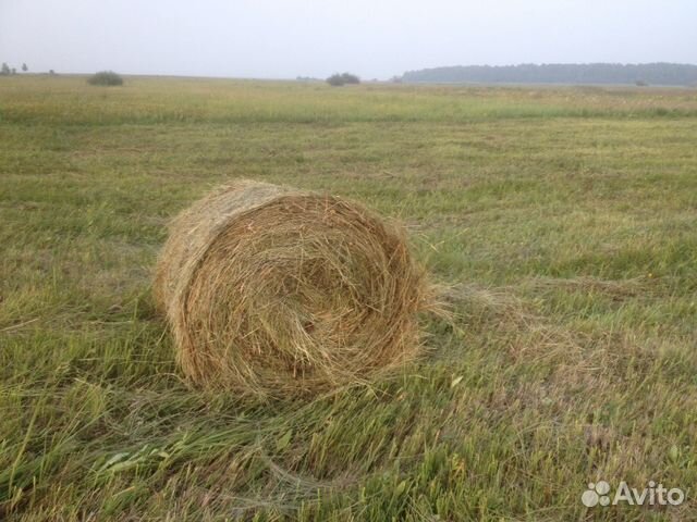 Сено в круглых рулонах