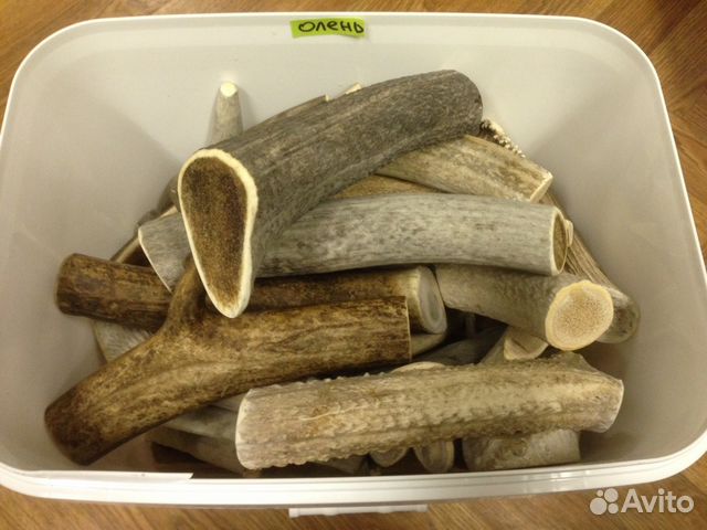 Погрызушки - рога оленя для собак