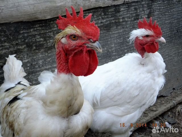 Цыплята Голошейка и Редбро (Франция) купить на Зозу.ру - фотография № 8