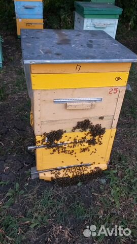 Пчелы (пасека) купить на Зозу.ру - фотография № 9
