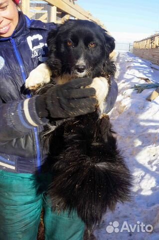 Обаятельная нежная маленькая собачка ищет дом купить на Зозу.ру - фотография № 8