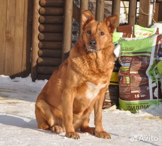 Собака в надёжные руки купить на Зозу.ру - фотография № 1