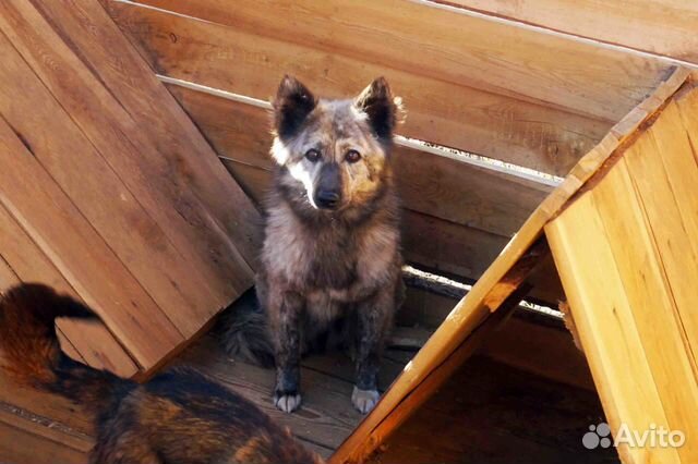 Собака с оригинальным окрасом и спокойным нравом купить на Зозу.ру - фотография № 3