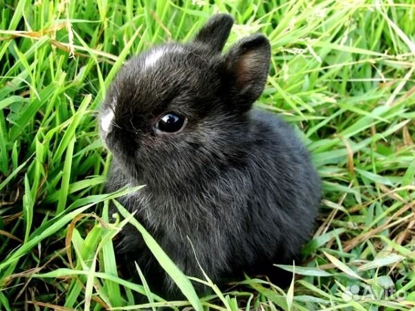 Кролик карликовый и еще 20 крольчат разн,окрасы