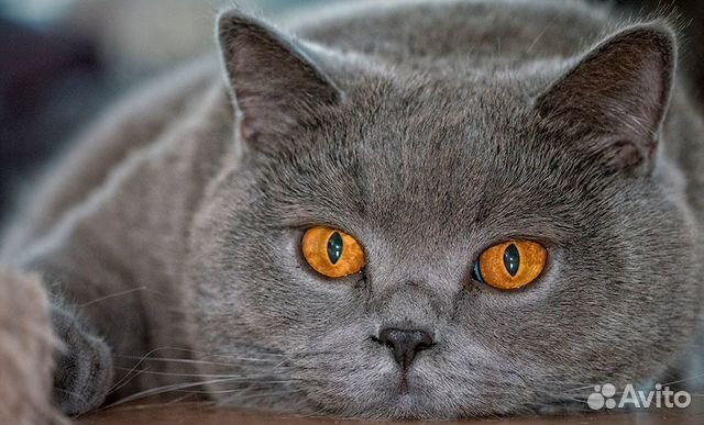 Британка ждёт кота для вязки купить на Зозу.ру - фотография № 1