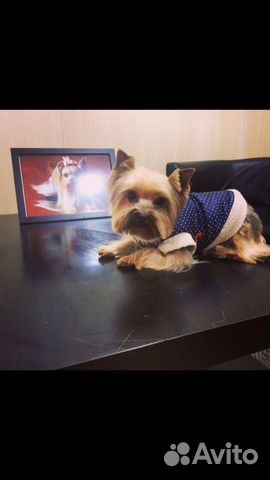 Стрижка собак и кошек