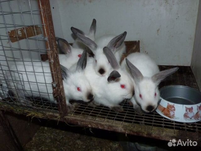 Продам крольчат калифорнийцев купить на Зозу.ру - фотография № 3