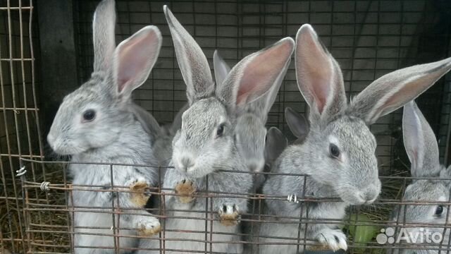 Купить Кроликов В Курганской Области