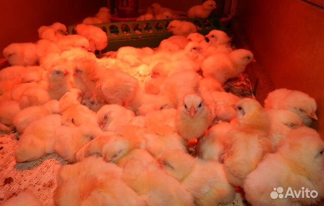 Инкубационное яицо(Маран,Леггорн стандарт) цыплята купить на Зозу.ру - фотография № 2