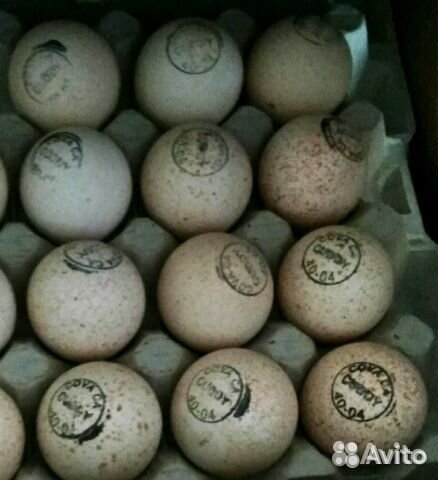 Инкубационное яйцо импорт купить на Зозу.ру - фотография № 2