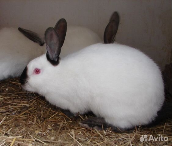 Кролики взрослые купить на Зозу.ру - фотография № 3