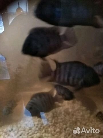 Рыбки Цихлиды