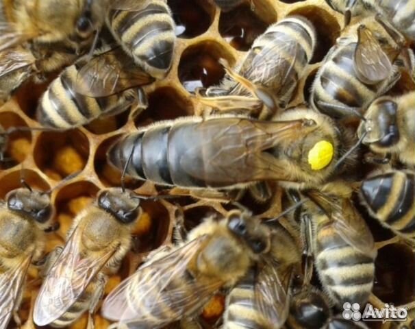 Пчеломатки, пчелопакеты, пчелосемьи