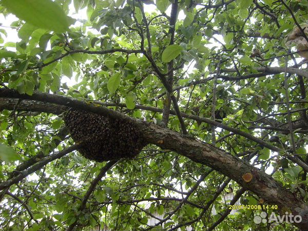 Купить Рой Пчел Цена