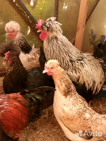 Яйцо инкубационное русская хохлатая