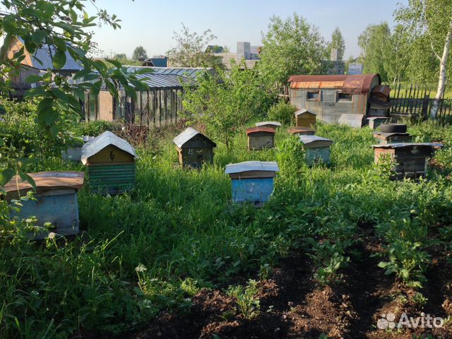 Продаются инвентарь для пчеловодства купить на Зозу.ру - фотография № 1