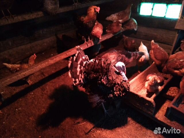 Цыплята Гуси,куры,инкубационные яйца и другая птиц купить на Зозу.ру - фотография № 7