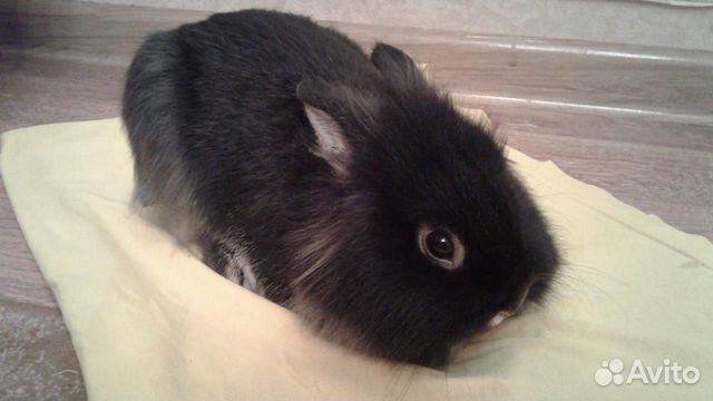 Кролики декоративные