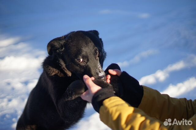 Шоколадная Собака кобель щенок купить на Зозу.ру - фотография № 8