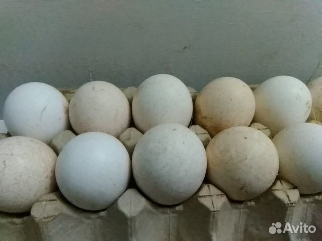 Авито Зарайск купить яйцо гусиное инкубационное. Купить гусиное яйцо на авито
