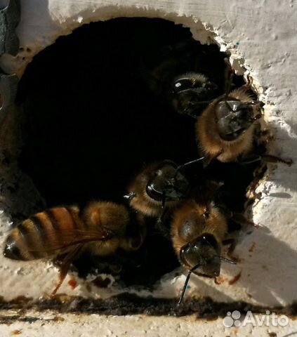 Сниму рой пчёл купить на Зозу.ру - фотография № 3