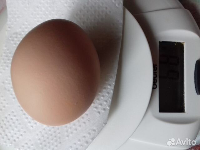 Яйцо инкубационное от домашних курочек купить на Зозу.ру - фотография № 3