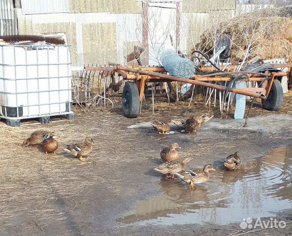 Подсадные утки купить на Зозу.ру - фотография № 5