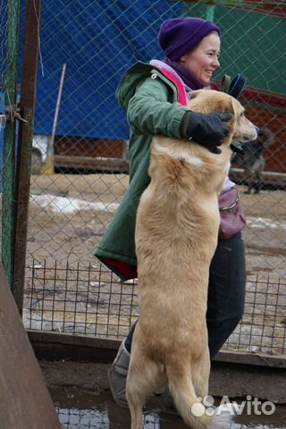 Ларсен хочет домой, собака из приюта в добрые руки купить на Зозу.ру - фотография № 9