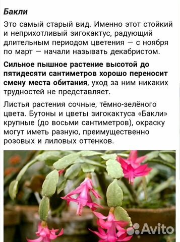Декабрист сотовой