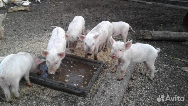 Свиньи (порода Крупная белая) купить на Зозу.ру - фотография № 4
