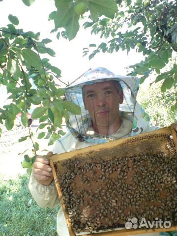 Матки маточники пчелопакеты купить на Зозу.ру - фотография № 1