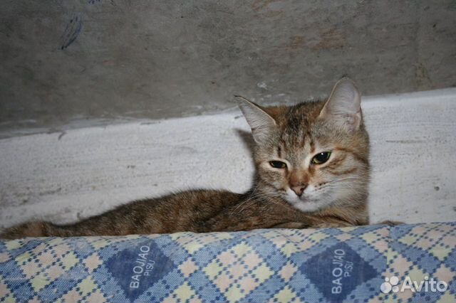 Молодая стерилизованная кошка Молодая стерилизованная кошка