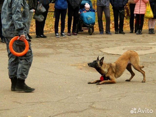 Современная дрессировка собак Современная дрессировка собак