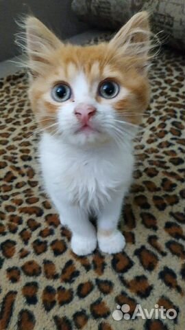 Симпатичный котенок купить на Зозу.ру - фотография № 1