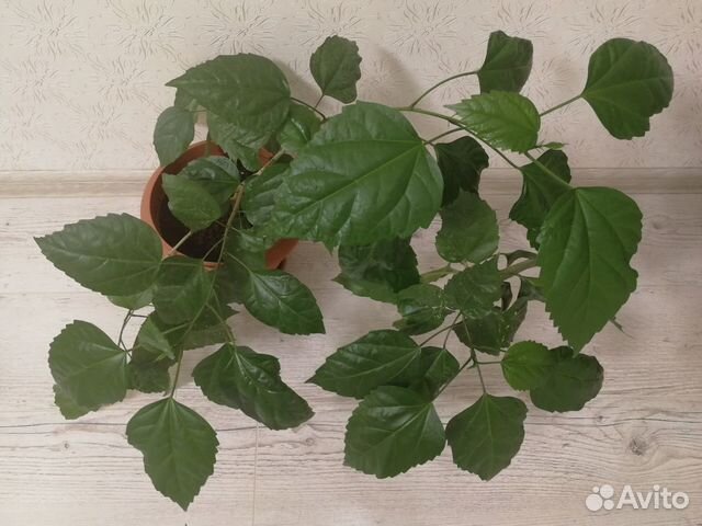 Гибискус (Китайская роза)