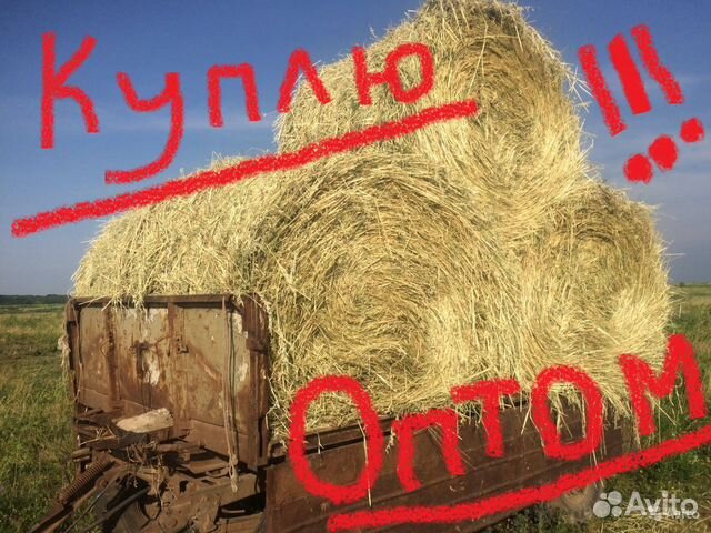 Продаю и Покупаю Сено,зерно фураж оптом купить на Зозу.ру - фотография № 1