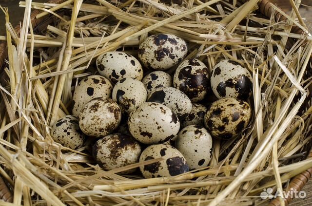 Инкубационные яйца (перепелиные и куриные) купить на Зозу.ру - фотография № 2