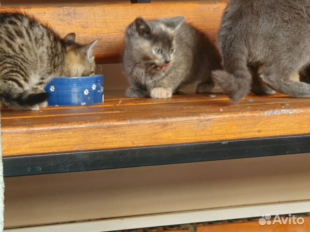 Котята в добрые руки купить на Зозу.ру - фотография № 6