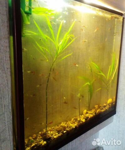 Готовый аквариум с рыбками купить на Зозу.ру - фотография № 8