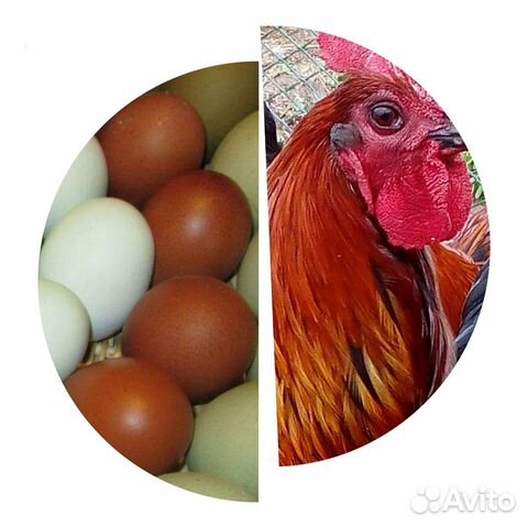 Инкубационное яйцо купить на Зозу.ру - фотография № 8
