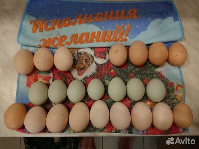 Домашние диривенское инкубационное яйцо купить на Зозу.ру - фотография № 1