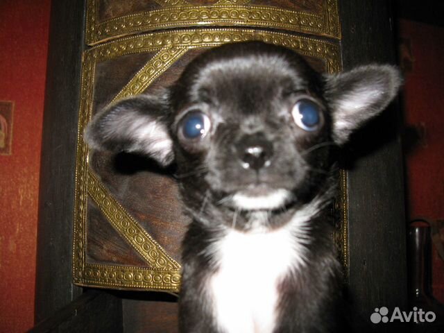 Шикарная мини