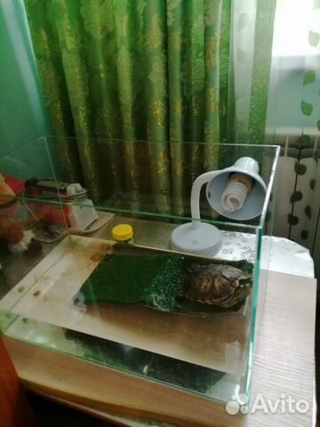 Краснаухая черепаха купить на Зозу.ру - фотография № 3