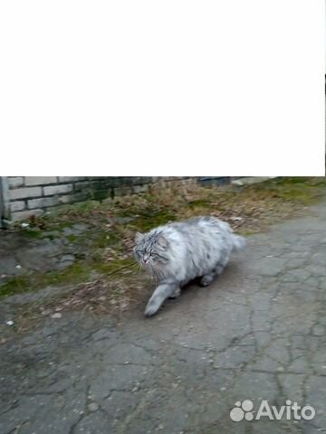 Сибирский кот - 6 лет купить на Зозу.ру - фотография № 6