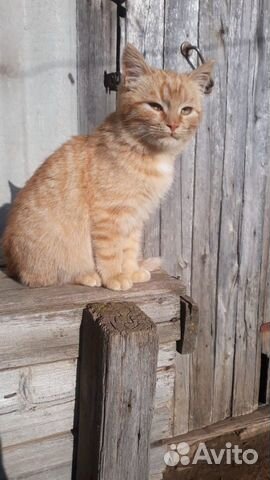 Рыжий котенок купить на Зозу.ру - фотография № 3
