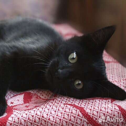 Отдам в хорошие руки черного котенка купить на Зозу.ру - фотография № 2