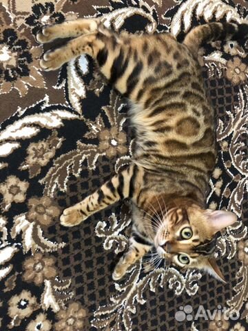 Бенгальский кот для вязки купить на Зозу.ру - фотография № 2