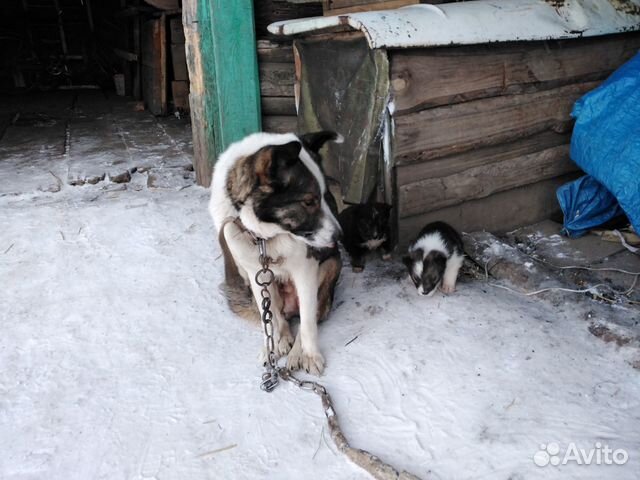 Отдадим щенят в добрые руки) :) купить на Зозу.ру - фотография № 2