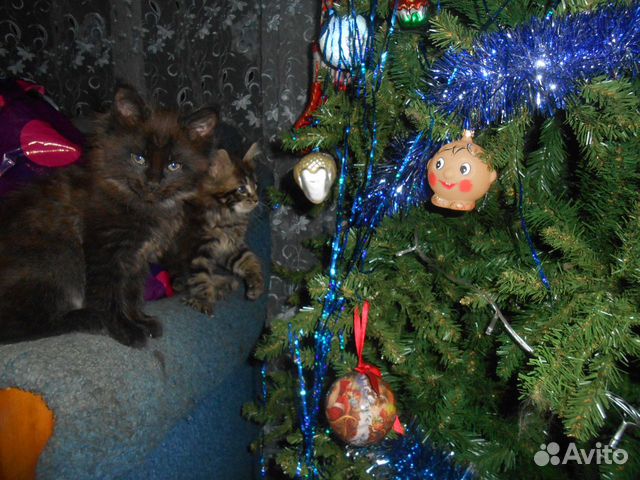 Котята мейн-кун купить на Зозу.ру - фотография № 5