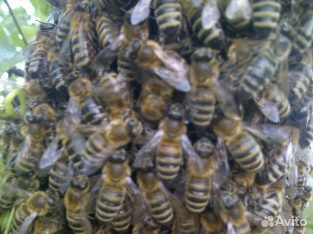 Пчелосемьи (Карпатка) купить на Зозу.ру - фотография № 1